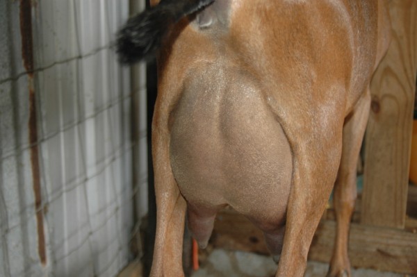 sugarudder06.jpg